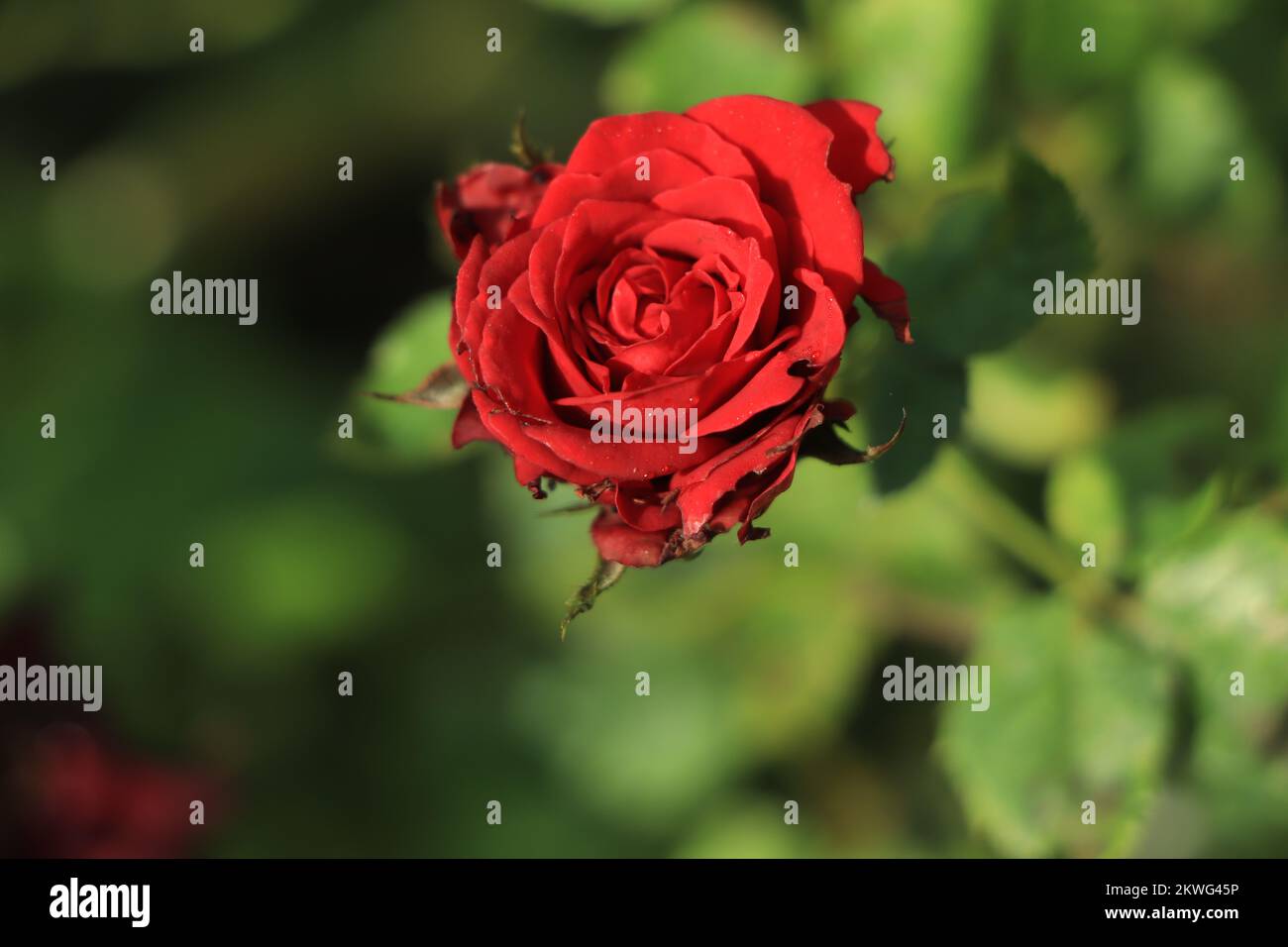 rosa rossa e gocce di pioggia, forma elegante e gocce lucenti Foto Stock