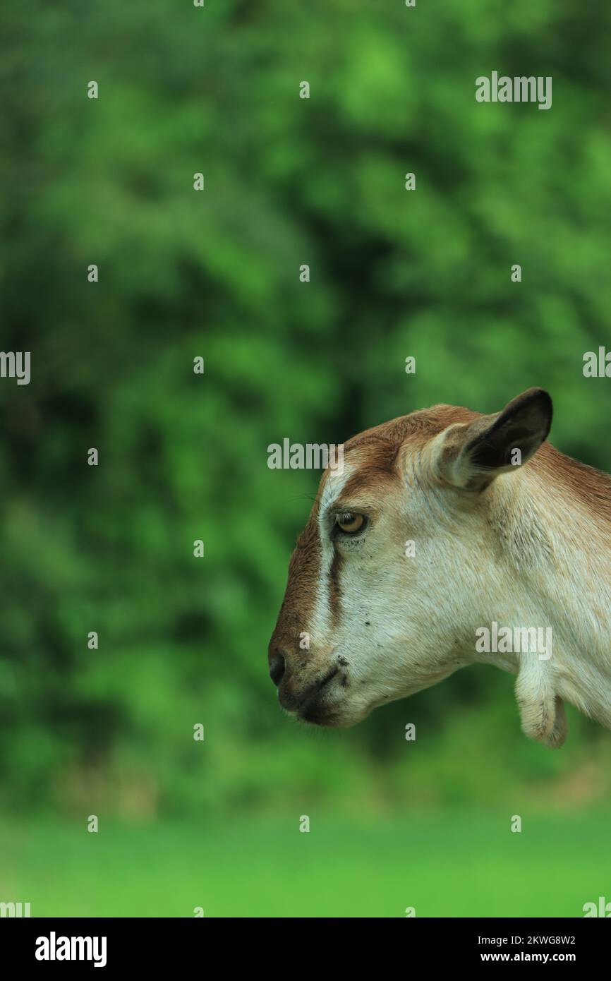Il ritratto di capra divertente sullo sfondo del campo verde. Bel ritratto di capra giovane all'aperto. Casa di cortile con capre. Foto Stock
