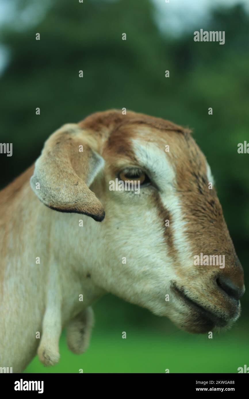 Il ritratto di capra divertente sullo sfondo del campo verde. Bel ritratto di capra giovane all'aperto. Casa di cortile con capre. Foto Stock