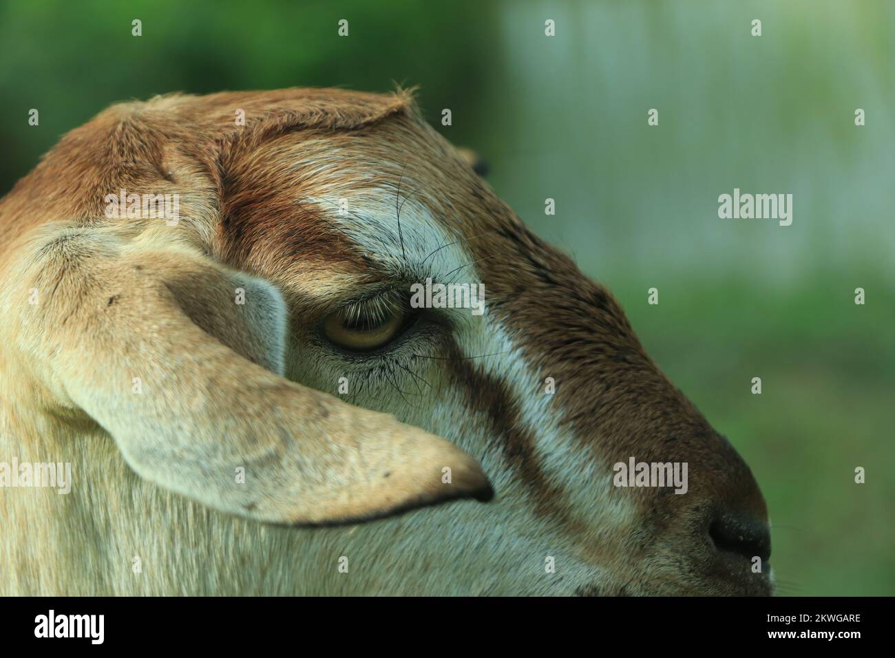 Il ritratto di capra divertente sullo sfondo del campo verde. Bel ritratto di capra giovane all'aperto. Casa di cortile con capre. Foto Stock