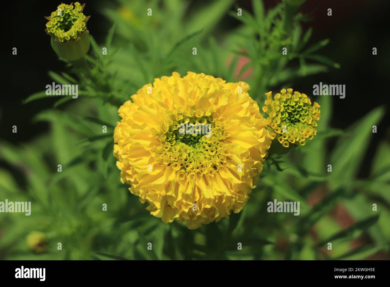 Il campo di fiori di Marigold si staglia in un'atmosfera stravagante Foto Stock