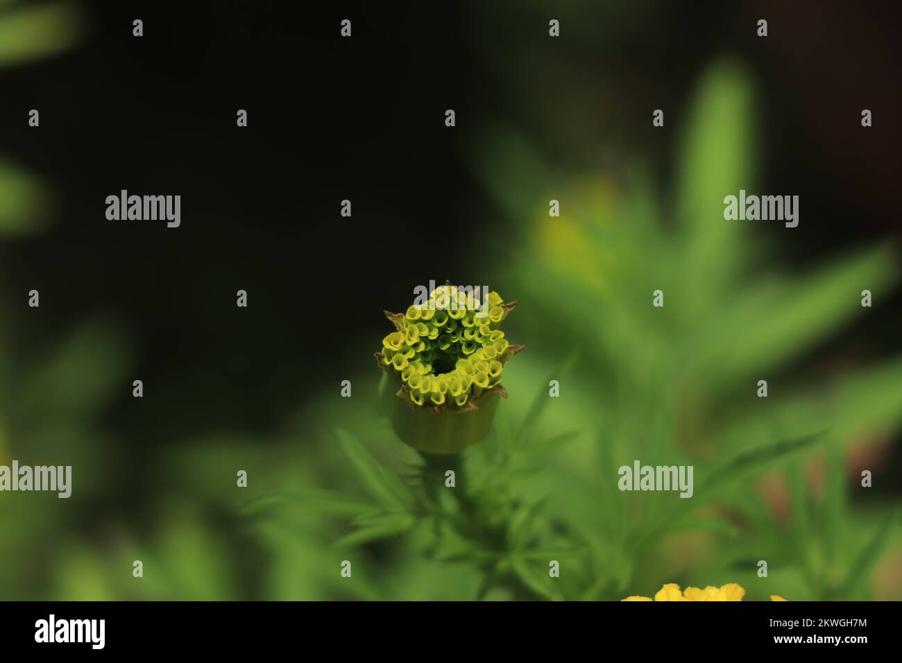 Il campo di fiori di Marigold si staglia in un'atmosfera stravagante Foto Stock