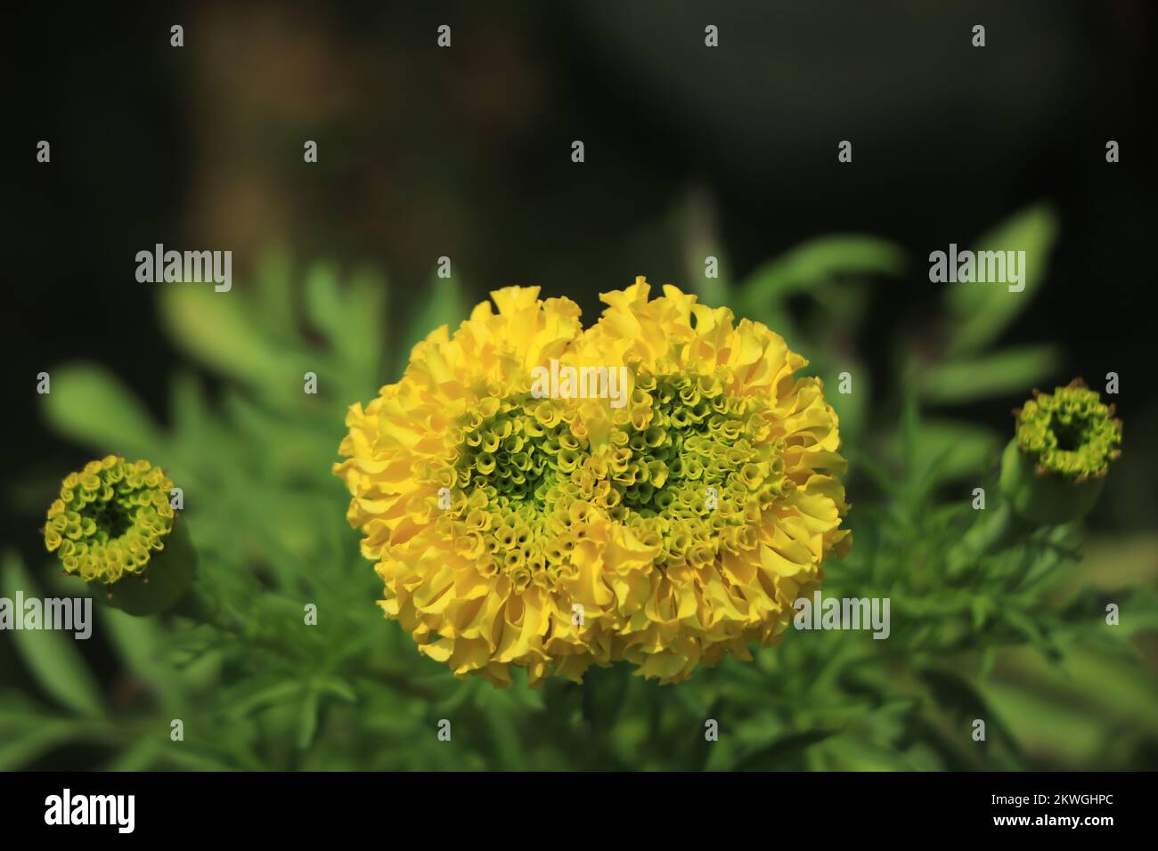 Coppia di fiori Marigold fiorisce in giardino Foto Stock