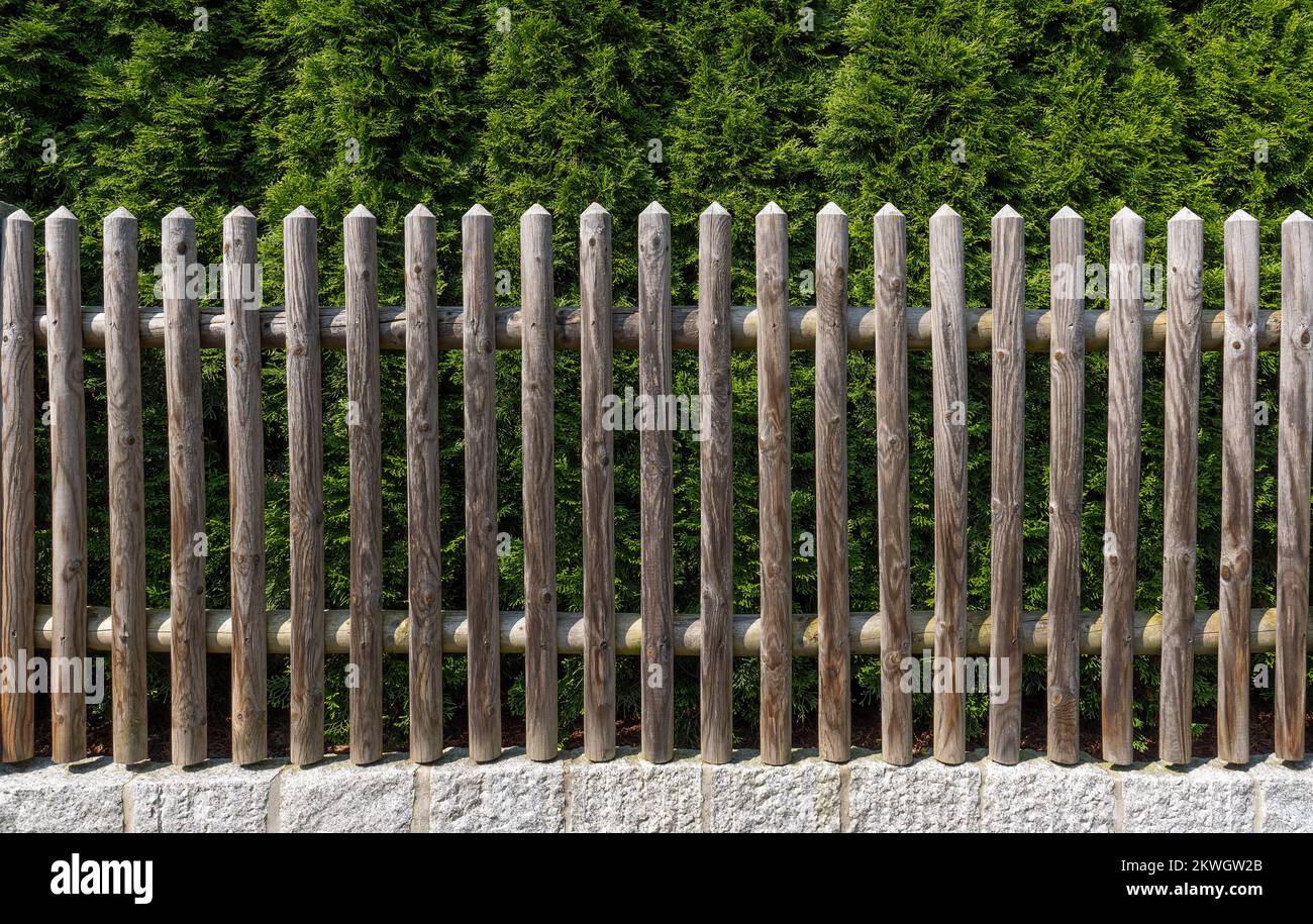 Recinzione da giardino in legno di fronte a una siepe thuja Foto Stock