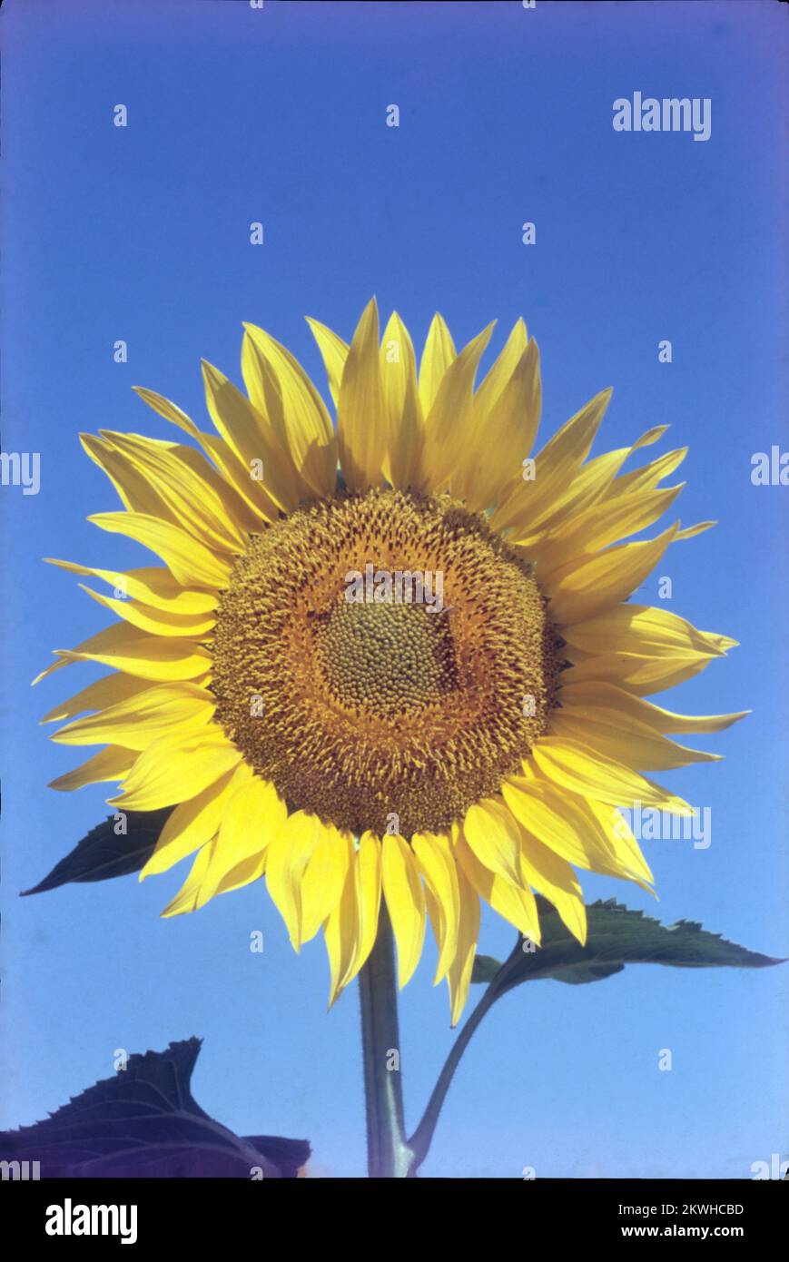 Il girasole (Helianthus annuus L.) appartiene alla famiglia delle Asteraceae.la dimensione crescente del mercato dei girasole, sia per l'uso di semi oleosi che di semi di uccelli. Il girasole può essere prodotto in una gamma relativamente ampia di ambienti rispetto ad altre colture di semi oleosi. I semi di girasole sono coltivati principalmente per il mercato dell'olio e della pasticceria. Foto Stock