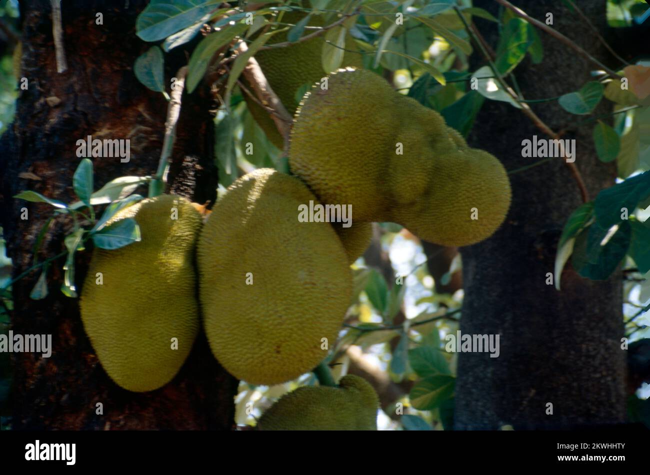 Il frutto di gallo (Artocarpus eterophyllus), noto anche come albero di gallo, è una specie di albero della famiglia dei fichi, dei gelsi e dei frutti di bosco. La sua origine è nella regione tra i Ghati occidentali dell'India meridionale, tutto il Bangladesh, lo Sri Lanka, e le foreste pluviali delle Filippine, Indonesia e Malesia. Foto Stock