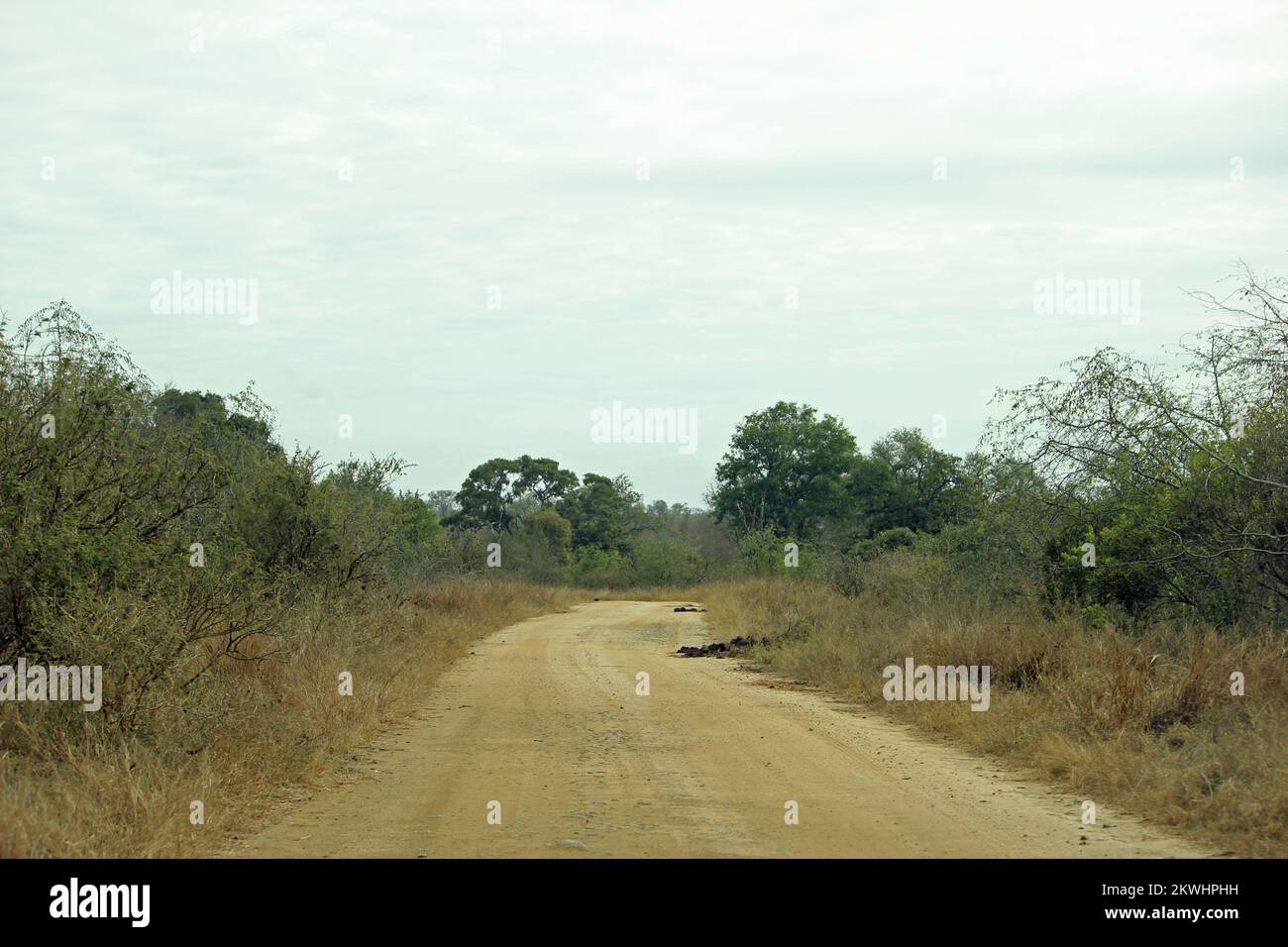 Immagine a colori della tortuosa strada da safari nel Parco Nazionale di Kruger in Sud Africa, con flora naturale a fianco, guidando a bordo di un veicolo in un'atmosfera molto rilassata Foto Stock