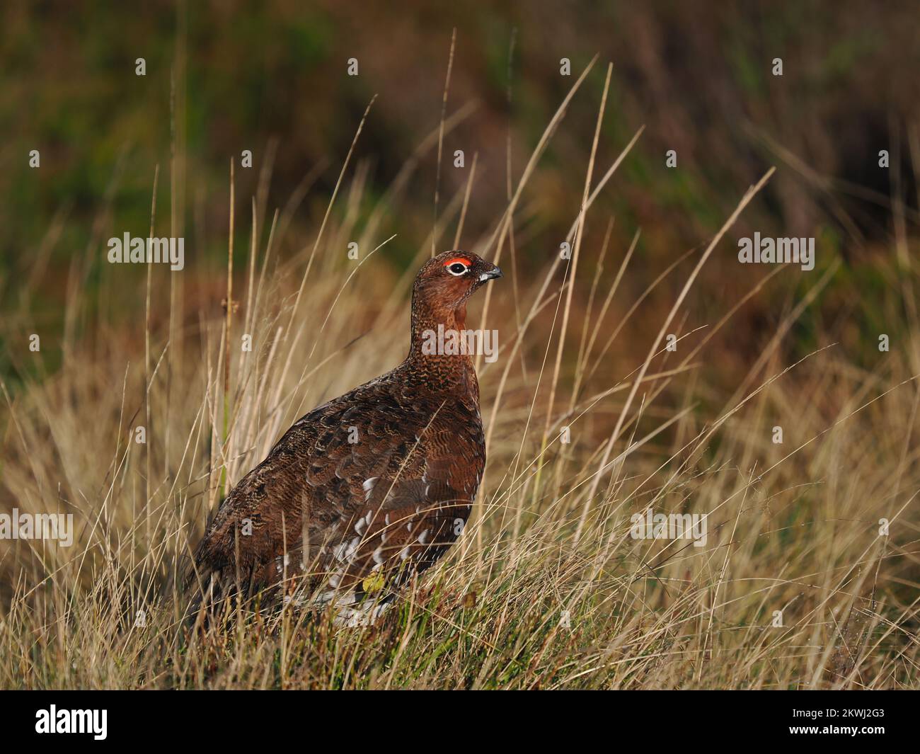 Gallo rosso sulla brughiera del Galles settentrionale, gestita per gli uccelli. Questo individuo stava chiamando e nutrendo. Foto Stock