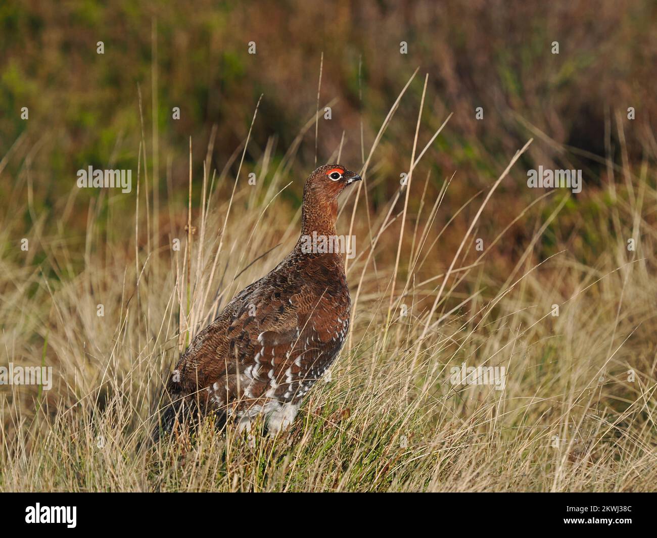 Gallo rosso sulla brughiera del Galles settentrionale, gestita per gli uccelli. Questo individuo stava chiamando e nutrendo. Foto Stock