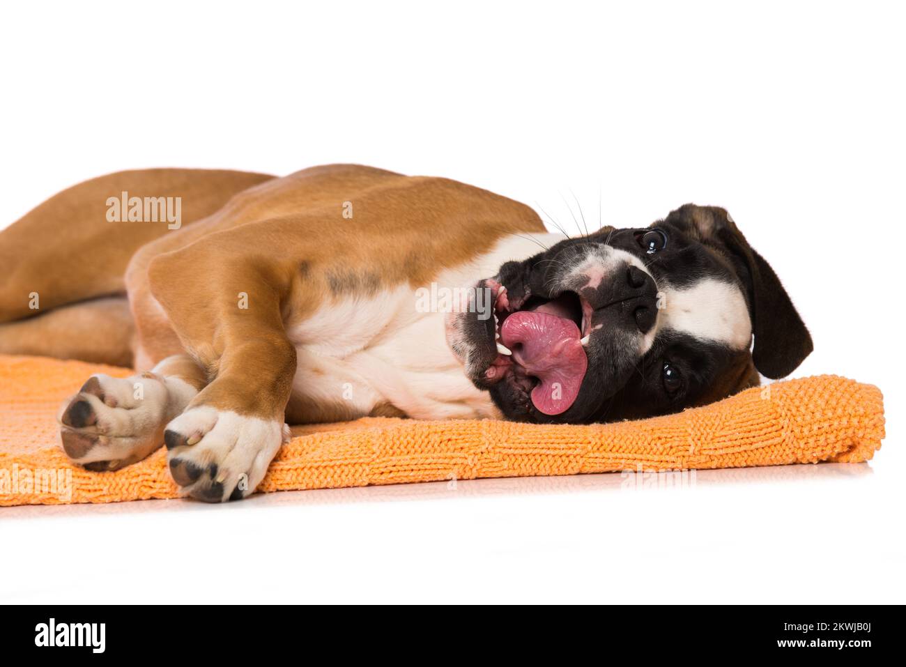 Boxer di sei mesi, sdraiato isolato su sfondo bianco Foto Stock