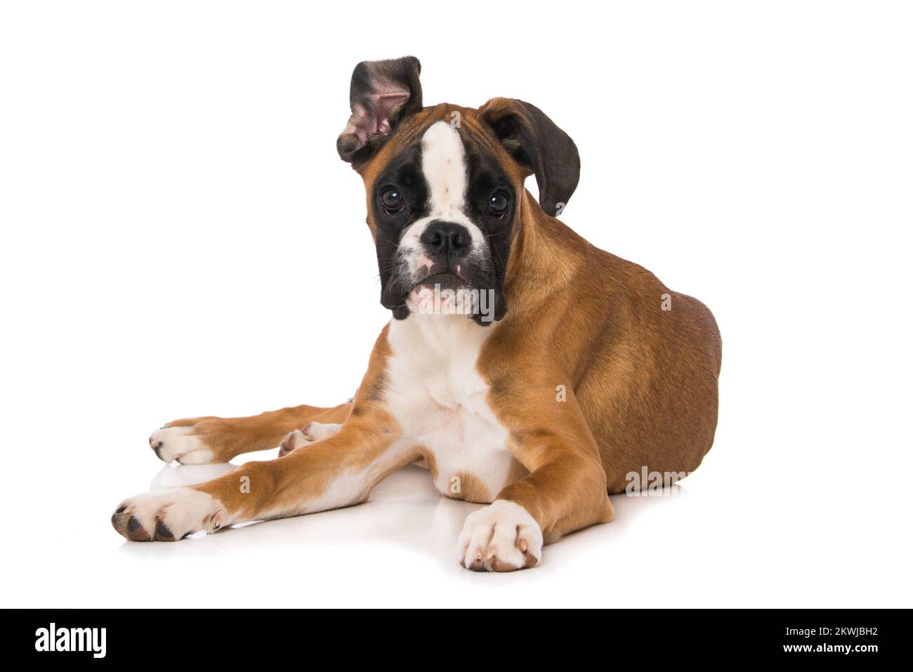 Boxer di sei mesi, sdraiato isolato su sfondo bianco Foto Stock