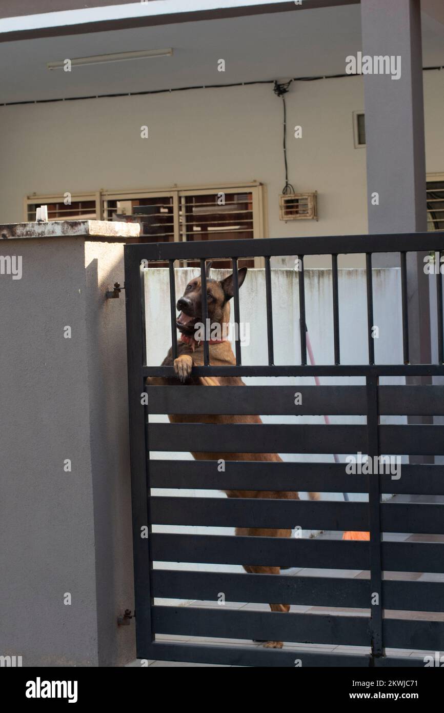 immagine infrarossa del cane grande che salta intorno al cancello d'ingresso cercando di uscire Foto Stock
