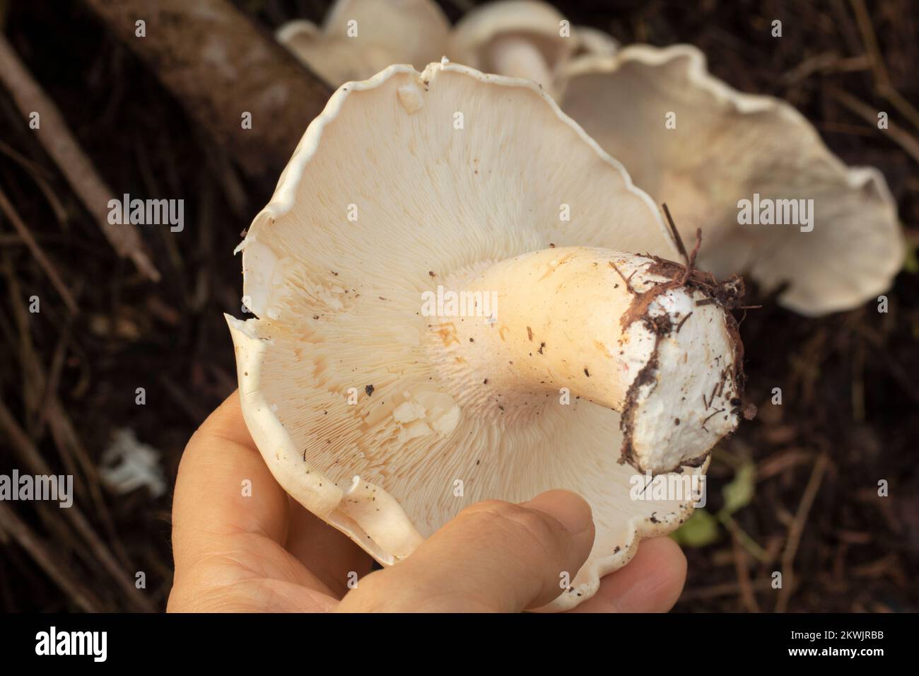 immagine a infrarossi dei grandi funghi bianchi selvatici di leucofax sul terreno Foto Stock