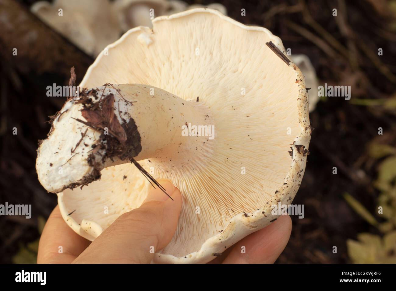 immagine a infrarossi dei grandi funghi bianchi selvatici di leucofax sul terreno Foto Stock