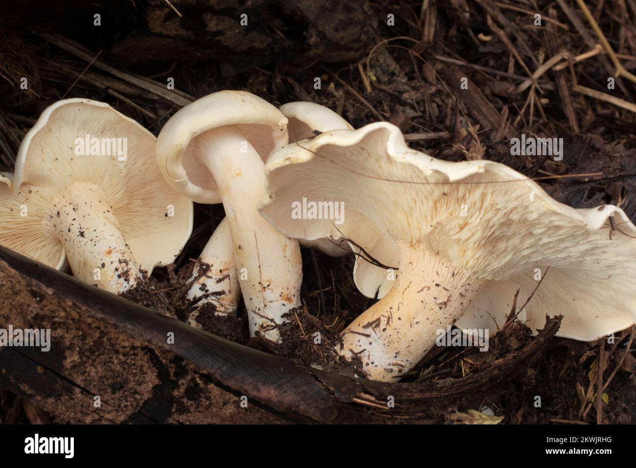 immagine a infrarossi dei grandi funghi bianchi selvatici di leucofax sul terreno Foto Stock