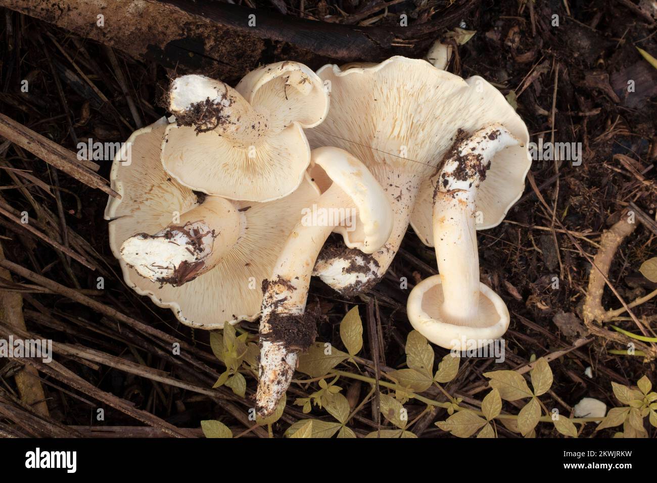 immagine a infrarossi dei grandi funghi bianchi selvatici di leucofax sul terreno Foto Stock