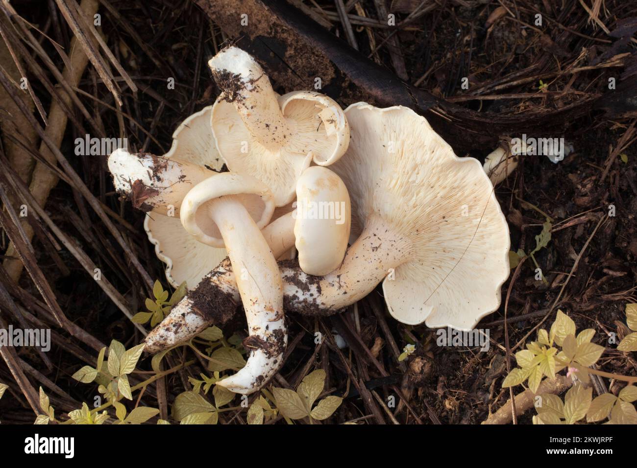 immagine a infrarossi dei grandi funghi bianchi selvatici di leucofax sul terreno Foto Stock