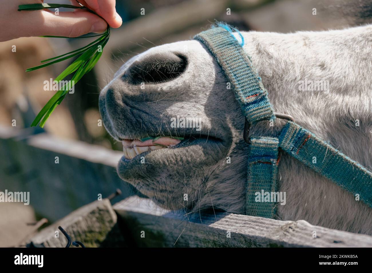 Un pony che mangia erba con i suoi denti. Un animale dietro la fattoria, un asino e un cavallo in campagna Foto Stock