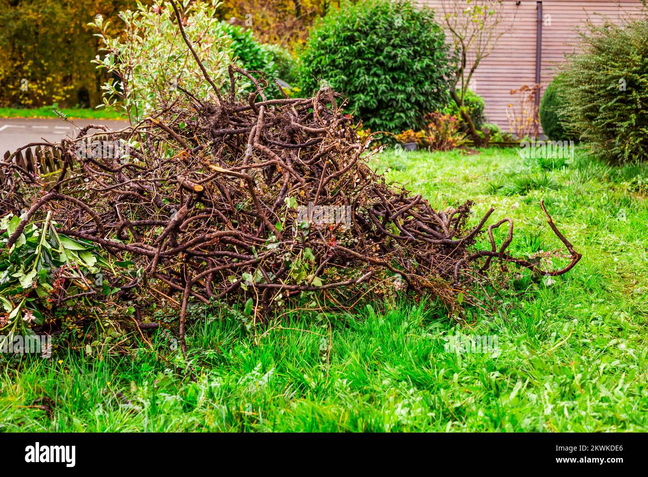 Giardinaggio autunno e inverno - rimuovere vecchia siepe, vecchio spazzolame, giardinaggio pulizia e reimpianto Foto Stock
