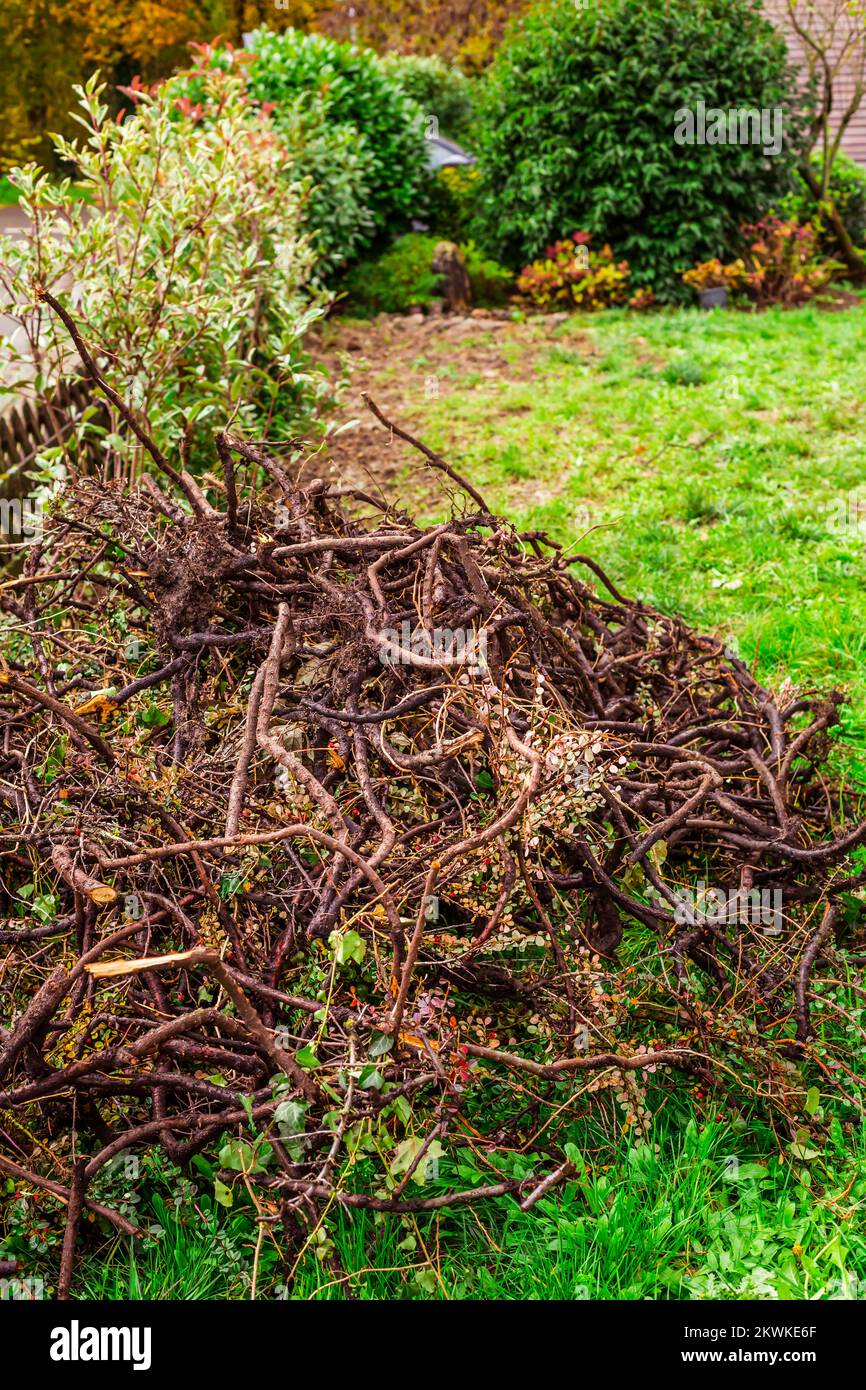 Giardinaggio autunno e inverno - rimuovere vecchia siepe, vecchio spazzolame, giardinaggio pulizia e reimpianto Foto Stock
