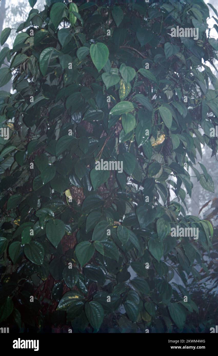 Il pepe o l'oro nero ha guadagnato la fama transnazionale del Kerala. Il pepe è la bacca di Piper nigrum, un arbusto perenne da arrampicata. È cresciuto solitamente nelle regioni umide dell'India del sud. I frutti a semi singoli crescono a spirale su pedantries carnose. Il frutto è di forma sferica e di colore verde, che diventa rosso durante la maturazione. La frutta secca al sole è il pepe nero, che è molto richiesto nel mercato delle spezie. Oltre al pepe verde, il pepe bianco è anche venduto sul mercato. Oltre al gusto e all'aroma caldi, viene aggiunto ai piatti per correggere il condimento. Il pepe è un buon conservante. Foto Stock