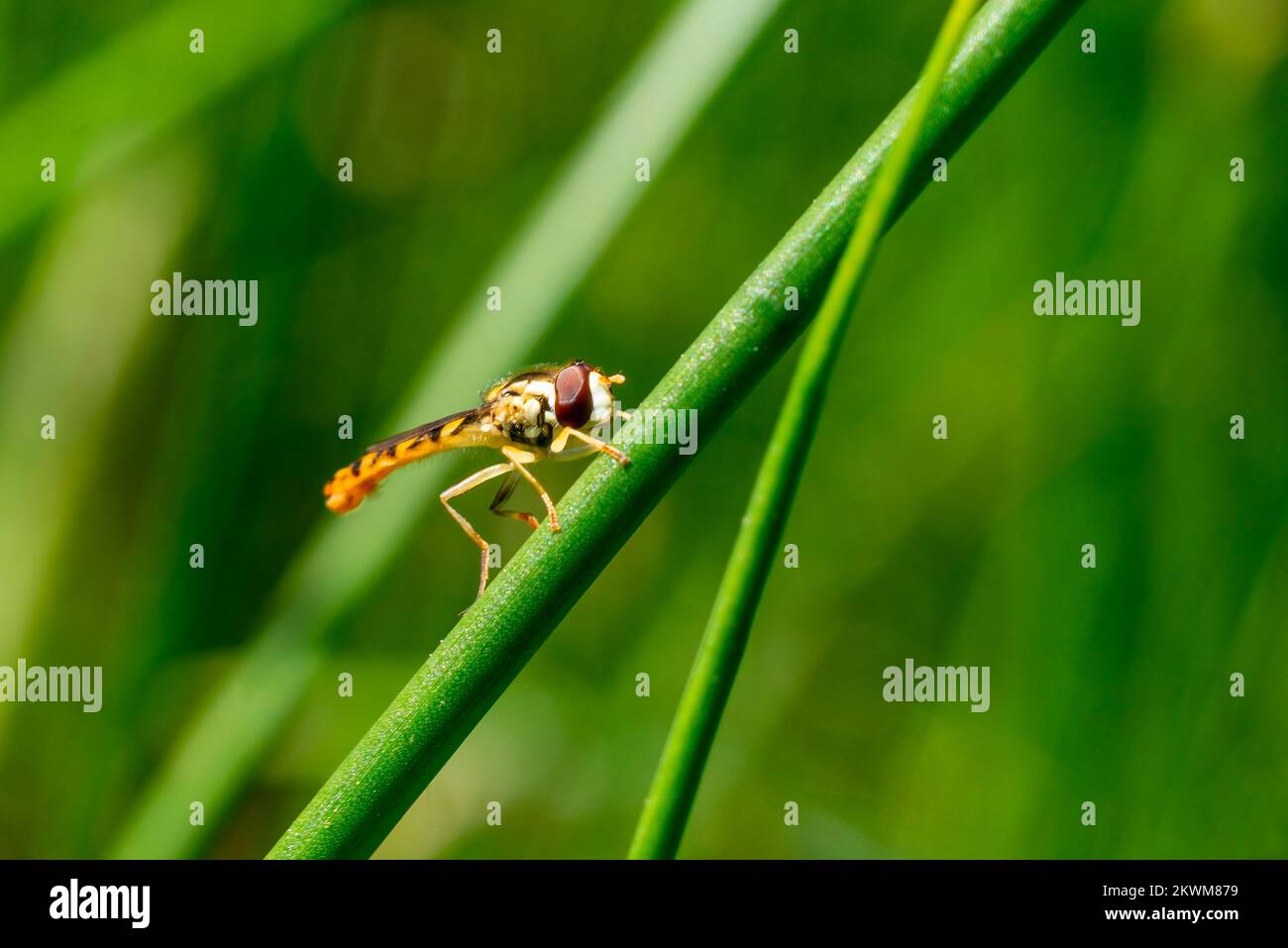 Long Hoverfly (Sphaerophoria scripta) maschio su un fusto d'erba che è una specie di insetti volante trovato nel Regno Unito e anche noto come comune coda di torsione, stock Foto Stock