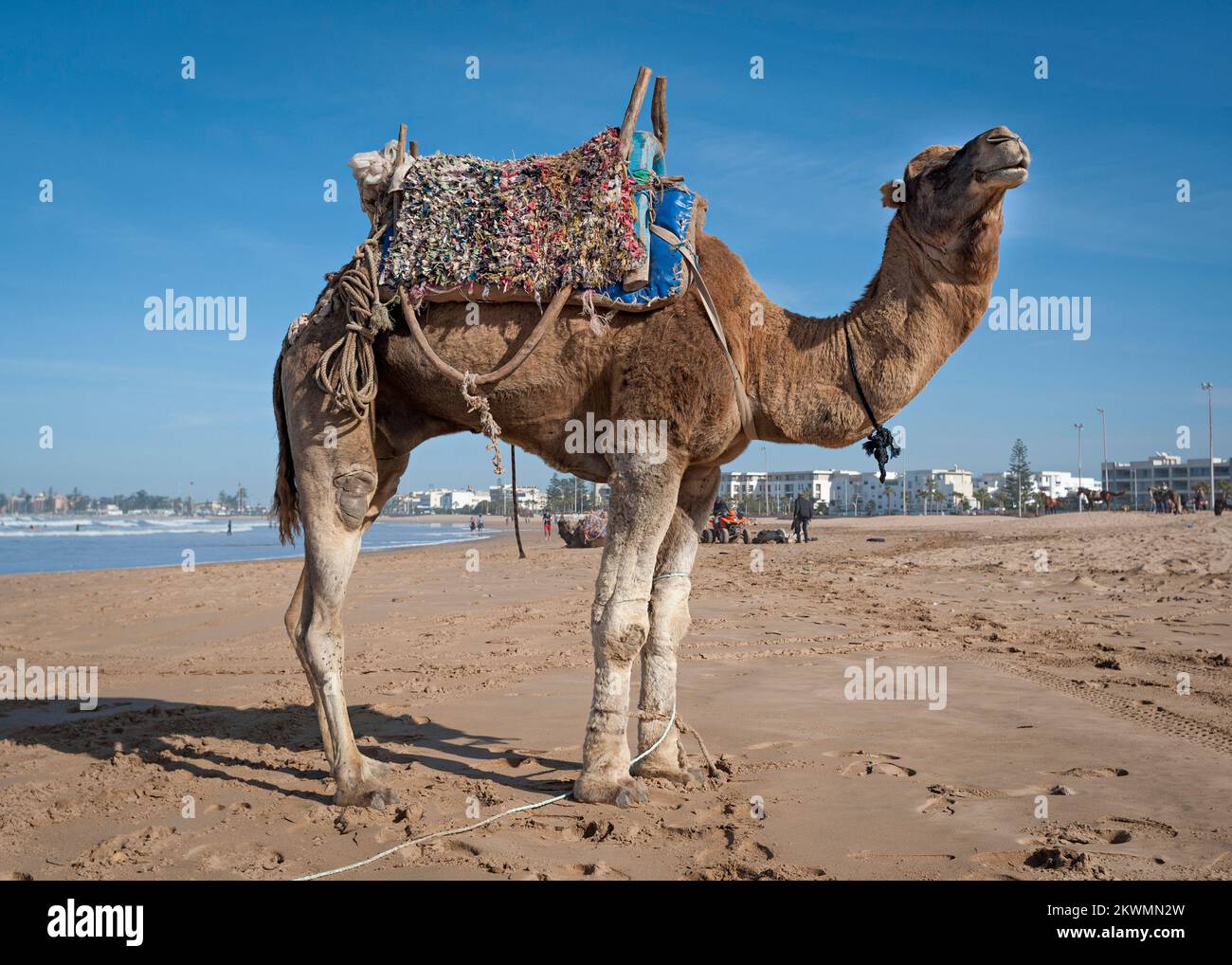 Cammello a Essaouira Beach, Marocco Foto Stock