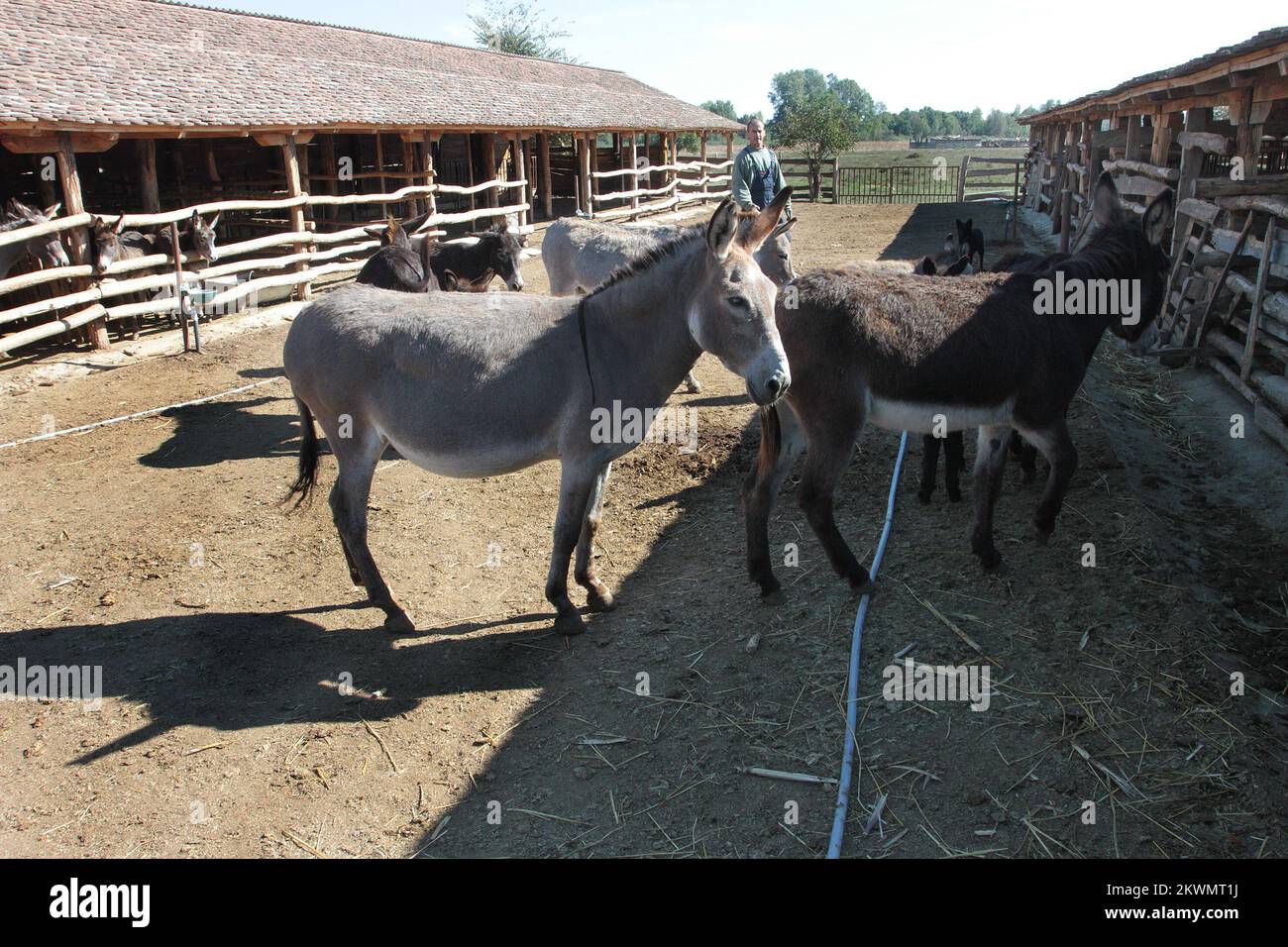 09.10.2012., Srijemska Mitrovica, Serbia - il formaggio più costoso è il formaggio serbo preparato su ordinazione derivato dal latte d'asino nella riserva Zasavica a nord di Belgrado, Serbia. Ciò che lo rende raro è il fatto che richiede oltre 25 litri di latte d'asino per un solo chilogrammo di formaggio, e 1 kg di questo formaggio costano 1000 euro. Poiché gli asini producono pochissimo latte, il latte viene raccolto da 100 asini balcanici che vivono nella Riserva Naturale Speciale Zasavica. Il formaggio Pule ha anche ottenuto il suo nome 'Pule dagli animali, come 'pule' è la parola serba per il nemico. Il formaggio Pule è anche Foto Stock