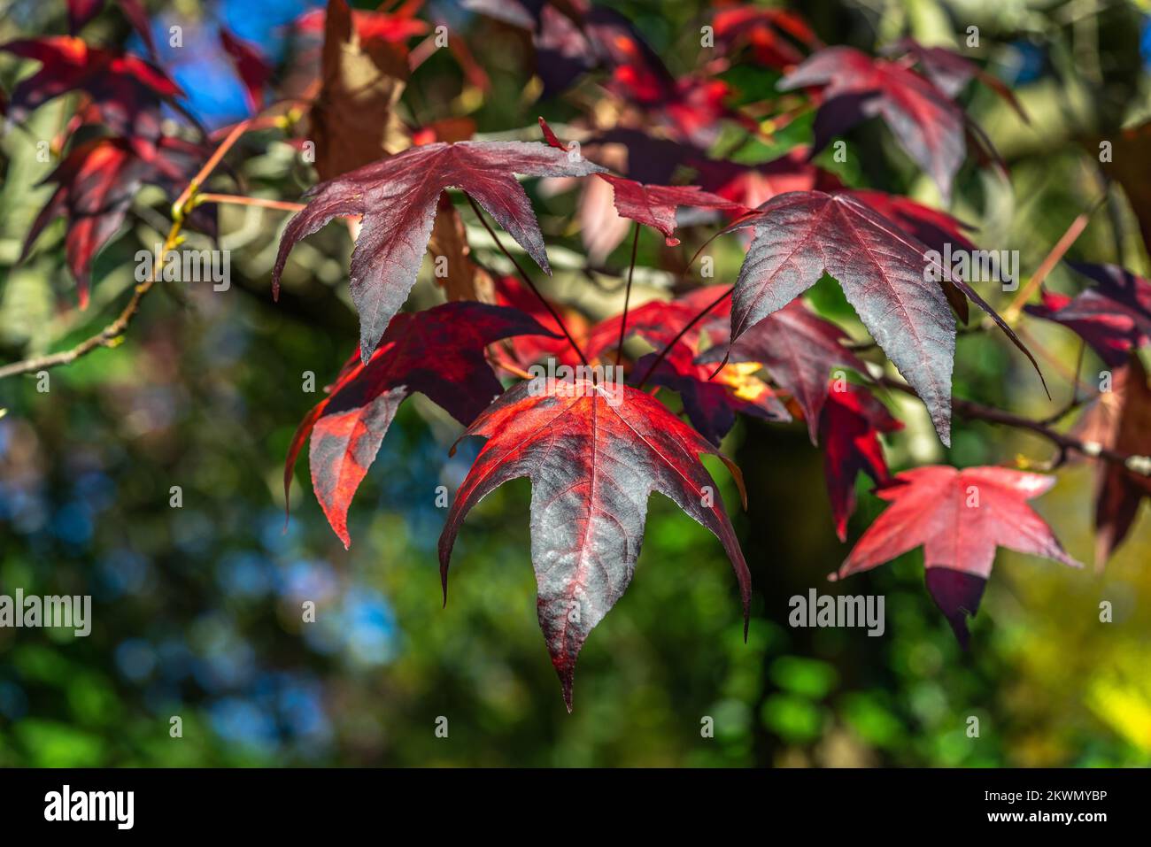 Purple Norway Maple Tree (Acer plantanoides Crimson) nel mese di ottobre, Inghilterra meridionale, Hampshire, Regno Unito Foto Stock