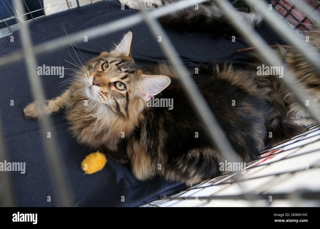 08.06.2013. Zagabria, Croazia - la mostra dei gatti croati che sono in competizione europea ha ottenuto risultati eccezionali e vincere il titolo di campione internazionale. Foto: Igor Kralj/PIXSELL Foto Stock