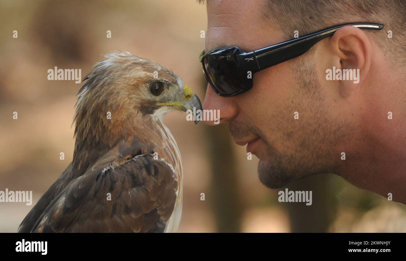 23.08.2013., Sibenska Dubrava - Falconry Centre si trova in una pineta a Dubrava, a soli 8 km dal centro di Sibenik, è un luogo unico dove i visitatori possono conoscere la misteriosa vita dei cacciatori di cielo - falchi. Gli uccelli rapaci hanno sempre impressionato l'uomo, e come falconeria e caccia con un falco è antica come le antiche culture del nostro pianeta. I primi sono stati trovati nel 5000 a.C. In Cina dove, attraverso la Persia e il Medio Oriente si sono diffusi in Europa nel Medioevo vivendo piena affermazione. Con l'avvento delle armi da fuoco caccia armi falconeria perso la sua popolarità, ma sopravvive grazie a. Foto Stock