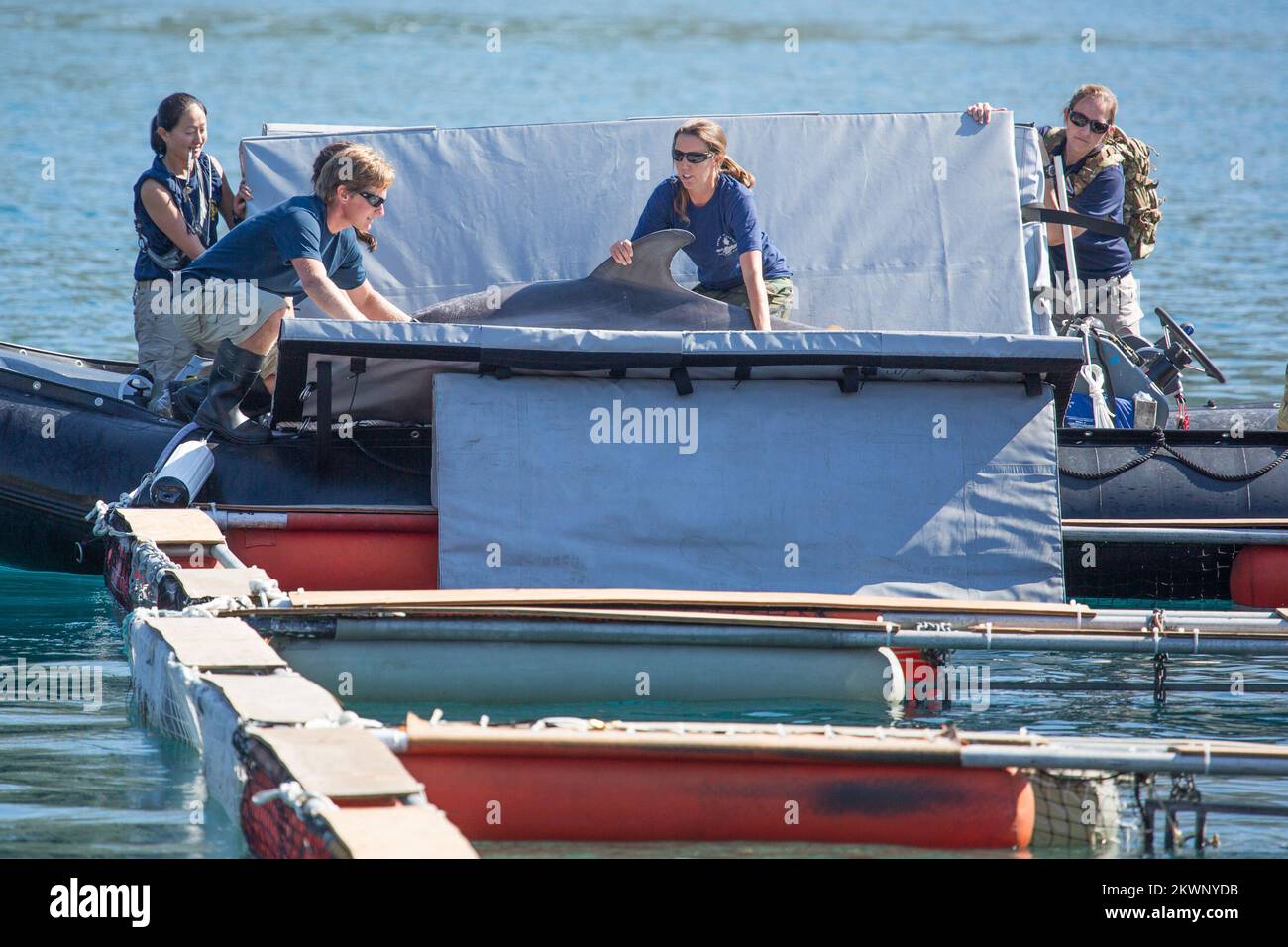 Sei delfini addestrati e sommozzatori croati sosterranno i soldati statunitensi mentre cercano nel mare della zona di Dubrovnik possibili mine e altri esplosivi. Il progetto Dolphin 13 fa parte del programma d'azione per la miniera umanitaria degli Stati Uniti, che coinvolge l'ambasciata degli Stati Uniti e lo staff generale delle forze armate croate, e sarà realizzato sotto gli auspici del Dipartimento di Stato degli Stati Uniti. Foto Stock