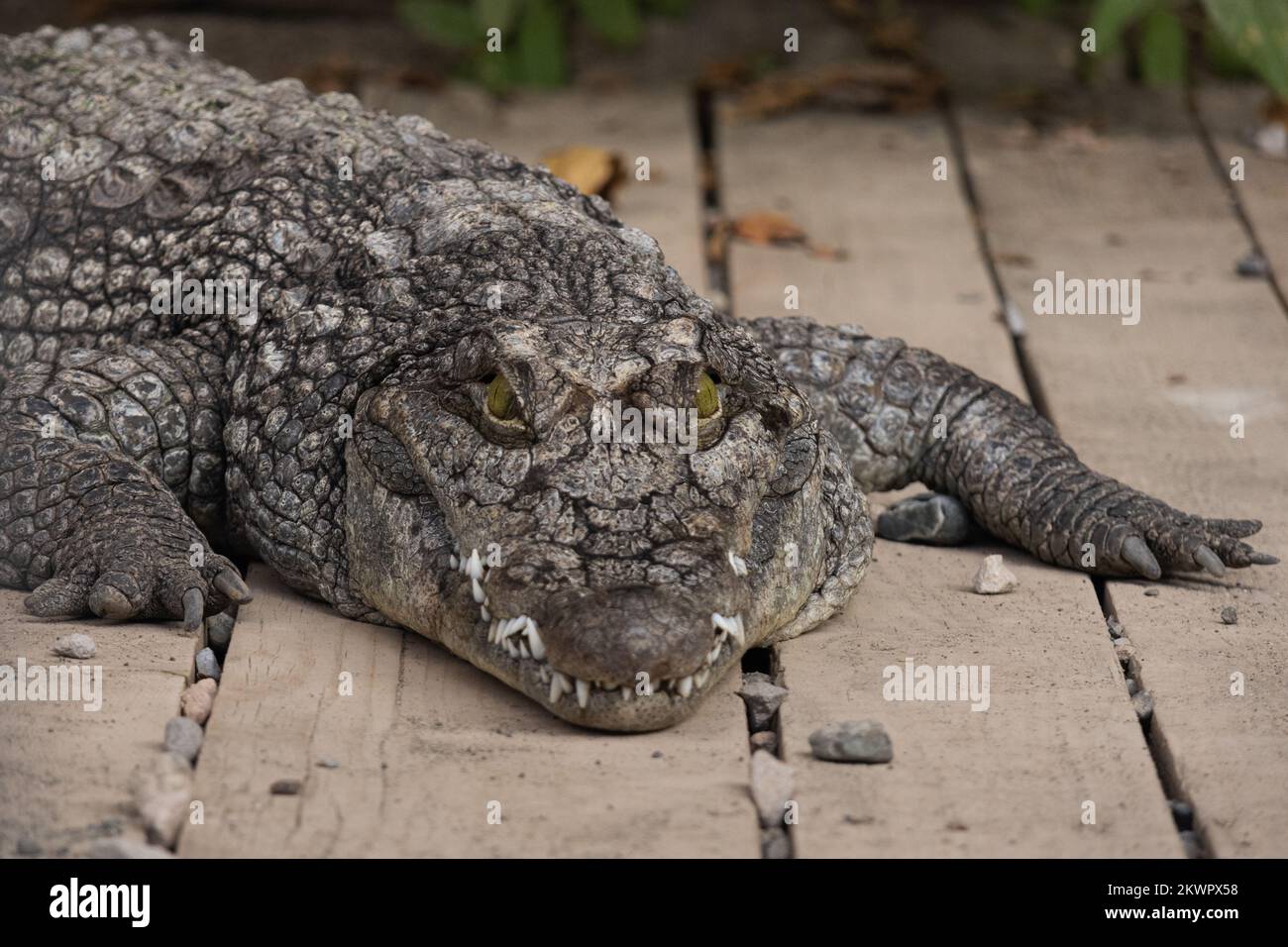 Coccodrillo sul pavimento in legno. Primo piano verticale Foto Stock