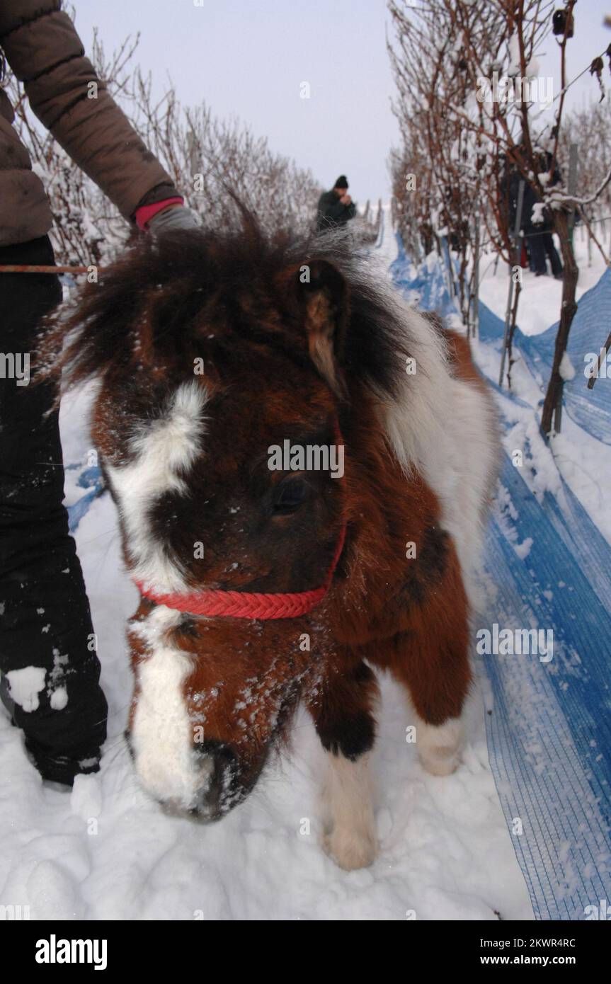 27.01.2014., Jabuceta, Bjelovar, Croazia - nella vigna di Coners, con una temperatura di -10 gradi Celsius, inizia la vendemmia per il vino ghiacciato. Questi lavoratori seguono il protocollo standard per la vendemmia di vino da ghiaccio che stabilisce che essi vengono raccolti dalla vite durante il primo congelamento (inferiore a -7 gradi) dalla maturazione delle uve. Il vino ghiacciato è un tipo di vino da dessert prodotto da uve che sono state congelate mentre sono ancora sulla vite. Il vino ghiacciato ha un contenuto zuccherino più elevato rispetto ad altri vini poiché le uve fredde producono meno succo d'uva quando vengono pigiate congelate. A causa del suo alto contenuto di zucchero, io Foto Stock