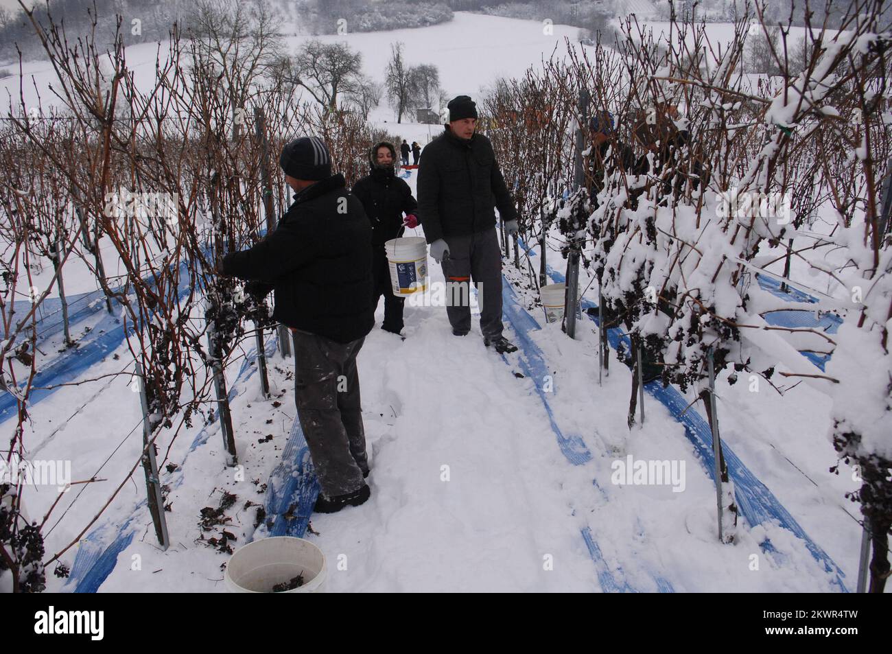 27.01.2014., Jabuceta, Bjelovar, Croazia - nella vigna di Coners, con una temperatura di -10 gradi Celsius, inizia la vendemmia per il vino ghiacciato. Questi lavoratori seguono il protocollo standard per la vendemmia di vino da ghiaccio che stabilisce che essi vengono raccolti dalla vite durante il primo congelamento (inferiore a -7 gradi) dalla maturazione delle uve. Il vino ghiacciato è un tipo di vino da dessert prodotto da uve che sono state congelate mentre sono ancora sulla vite. Il vino ghiacciato ha un contenuto zuccherino più elevato rispetto ad altri vini poiché le uve fredde producono meno succo d'uva quando vengono pigiate congelate. A causa del suo alto contenuto di zucchero, io Foto Stock