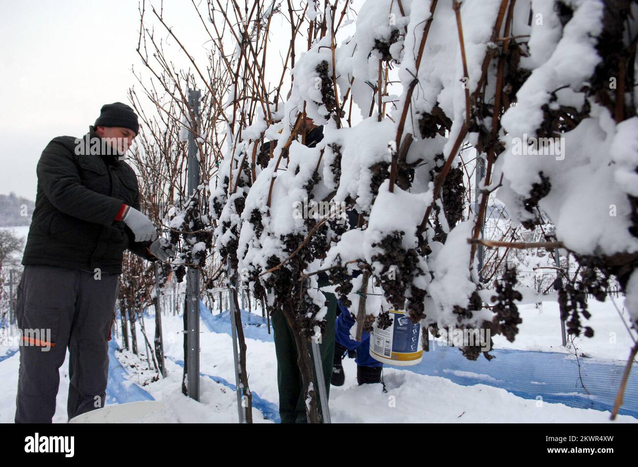 27.01.2014., Jabuceta, Bjelovar, Croazia - nella vigna di Coners, con una temperatura di -10 gradi Celsius, inizia la vendemmia per il vino ghiacciato. Questi lavoratori seguono il protocollo standard per la vendemmia di vino da ghiaccio che stabilisce che essi vengono raccolti dalla vite durante il primo congelamento (inferiore a -7 gradi) dalla maturazione delle uve. Il vino ghiacciato è un tipo di vino da dessert prodotto da uve che sono state congelate mentre sono ancora sulla vite. Il vino ghiacciato ha un contenuto zuccherino più elevato rispetto ad altri vini poiché le uve fredde producono meno succo d'uva quando vengono pigiate congelate. A causa del suo alto contenuto di zucchero, io Foto Stock