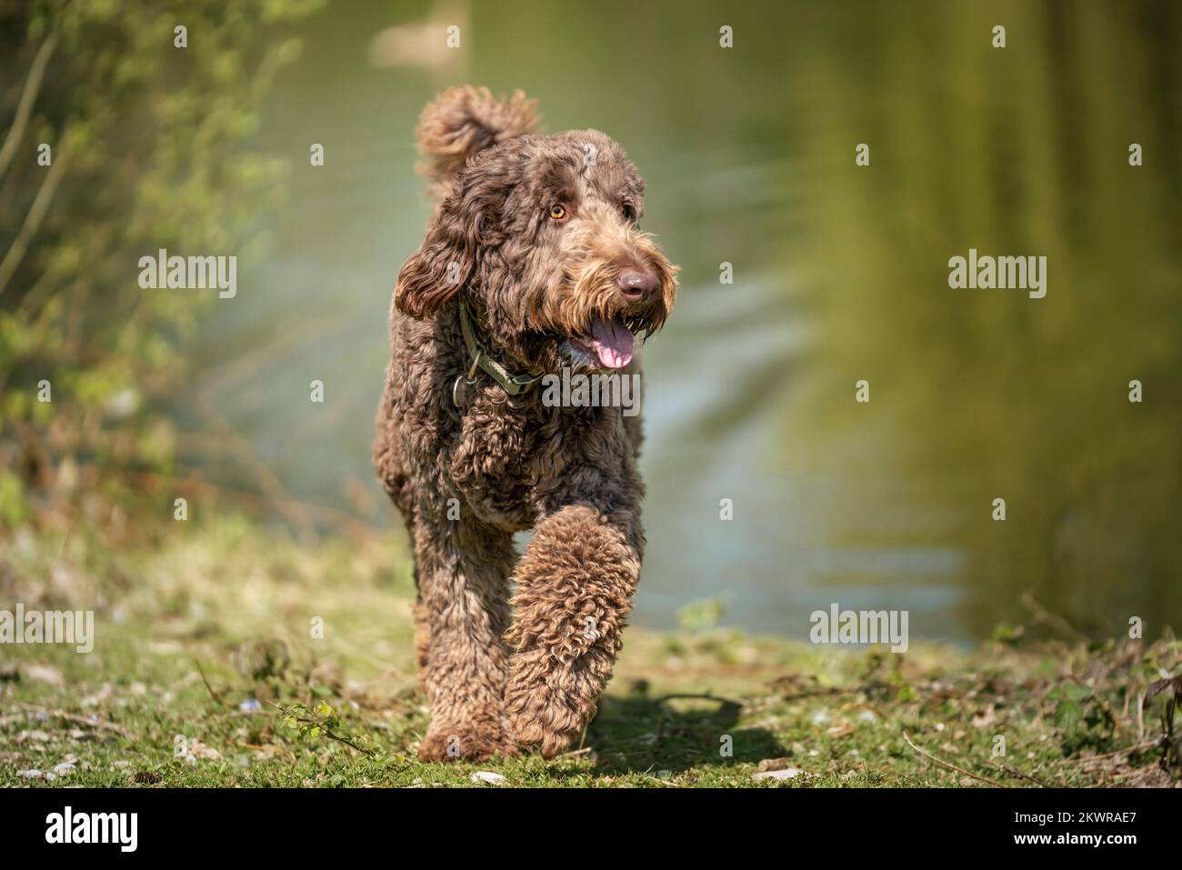 Big Giant Brown Labradoodle a piedi da uno stagno Foto Stock