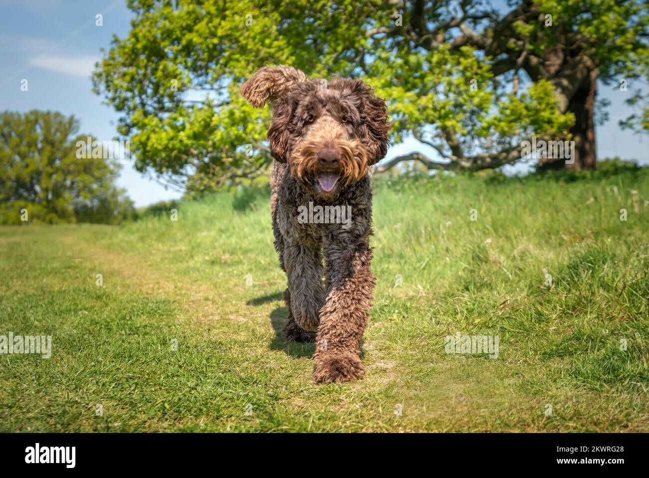 Big Giant Brown Labradoodle camminando direttamente verso la fotocamera con un volto felice Foto Stock