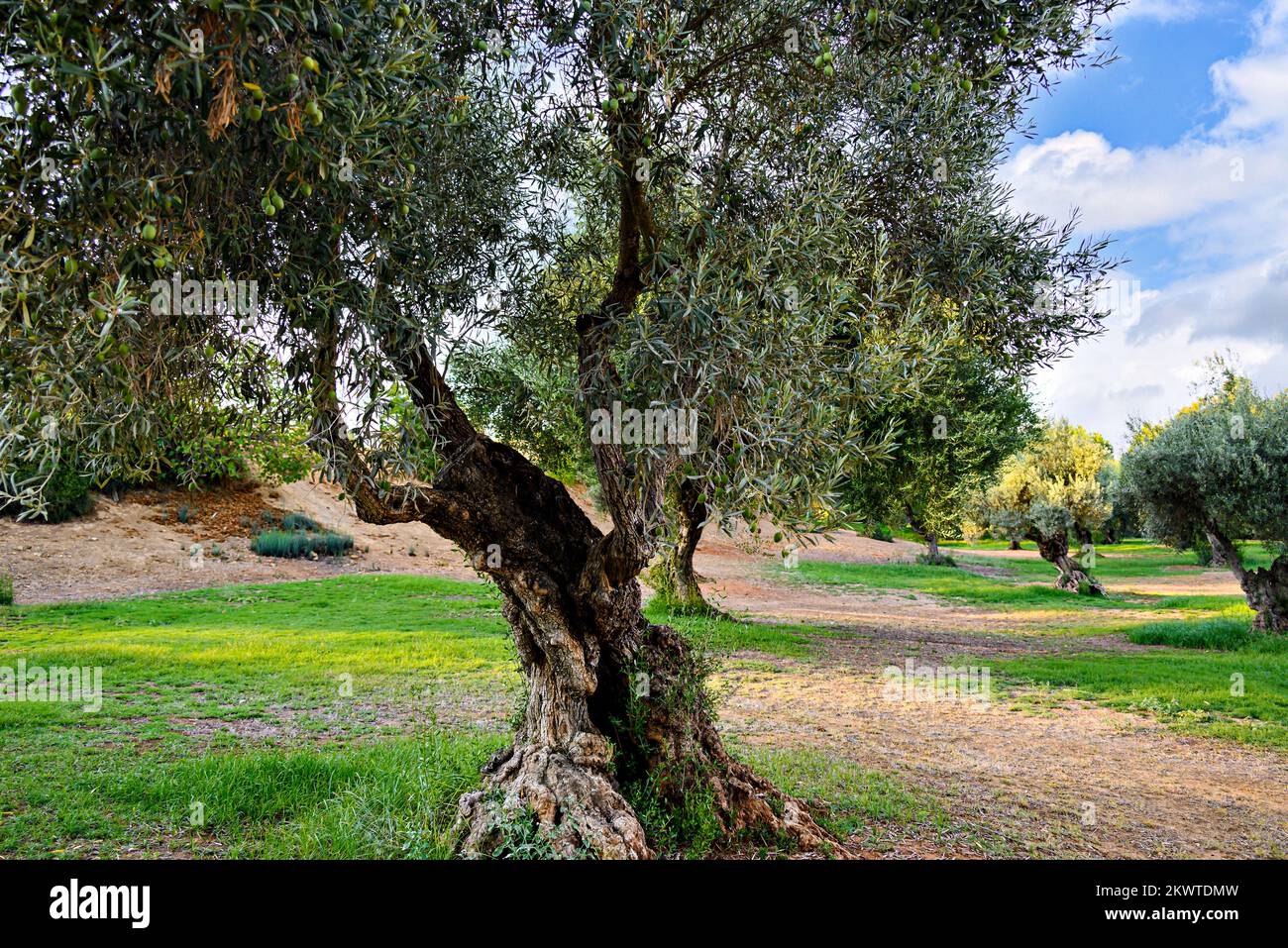 Antichi ulivi nel parco Retama di Alcala de Guadaira, Siviglia Foto Stock