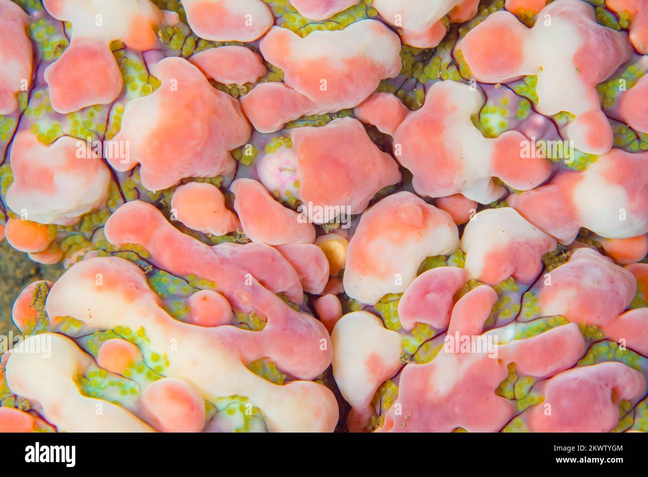 Comportamento degli animali marini - tecniche mimetiche utilizzate sott'acqua per nascondersi dai predatori nell'Oceano Pacifico Foto Stock