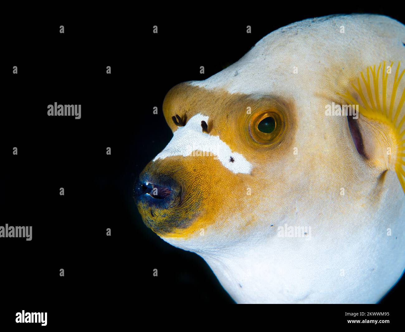 Splendida pinna di mare che nuotano sopra la barriera corallina sana nel Pacifico Indo Foto Stock