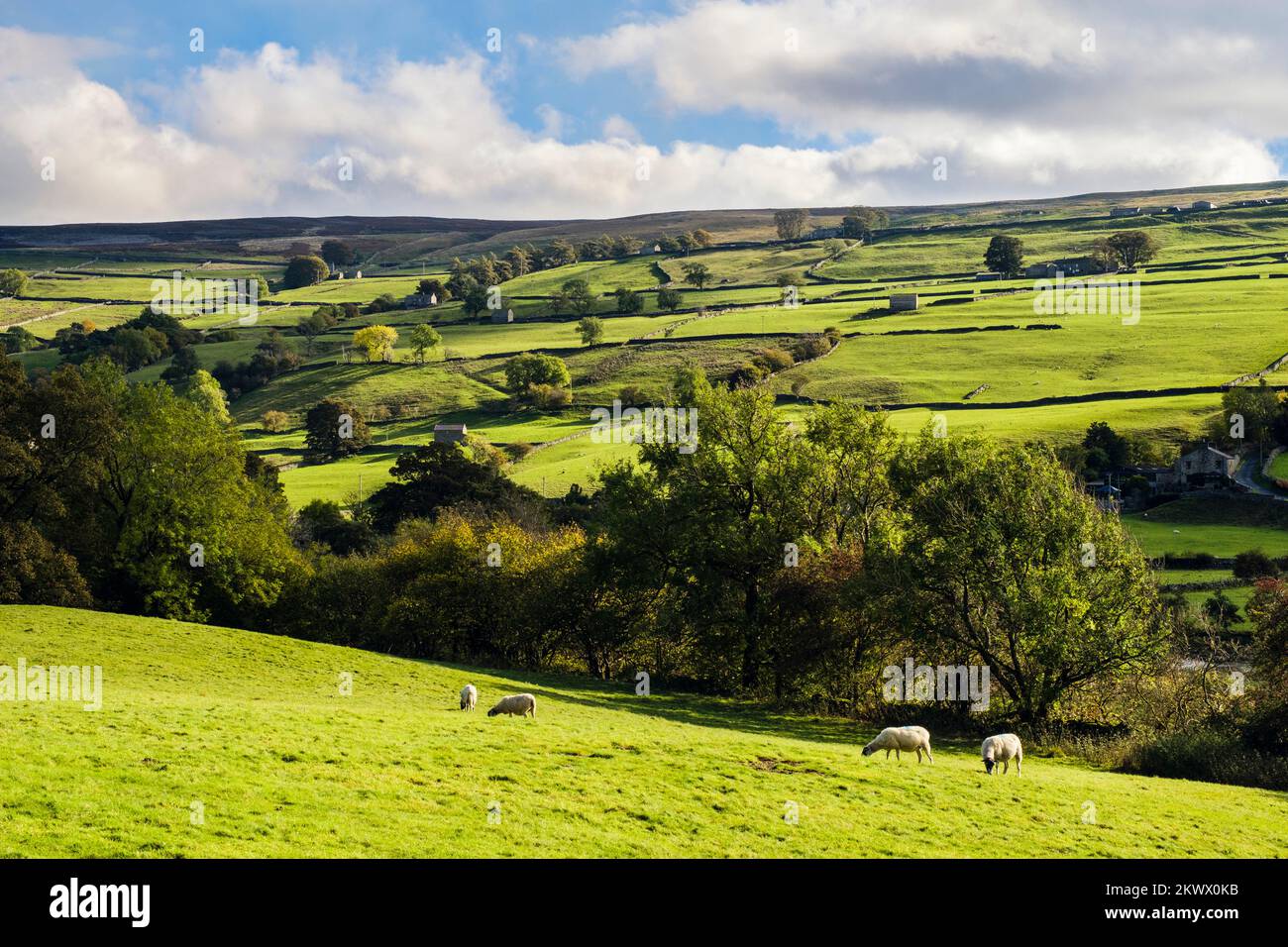 Campagna inglese con pecore che pascolano accanto al fiume Swale nel Parco Nazionale Yorkshire Dales. Gunnerside, Swaledale, Yorkshire settentrionale, Inghilterra, Regno Unito Foto Stock