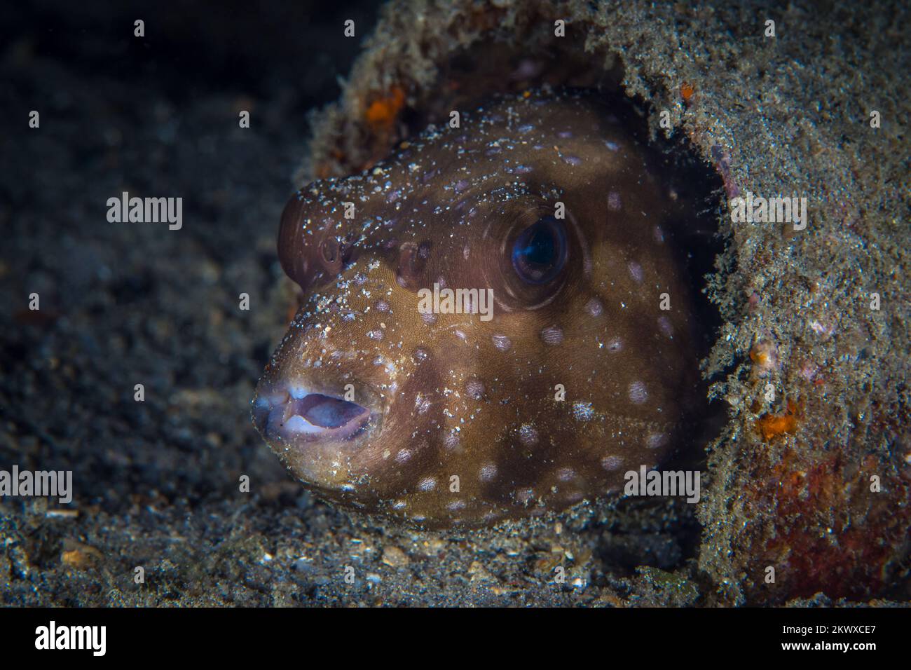 Splendida pinna di mare che nuotano sopra la barriera corallina sana nel Pacifico Indo Foto Stock