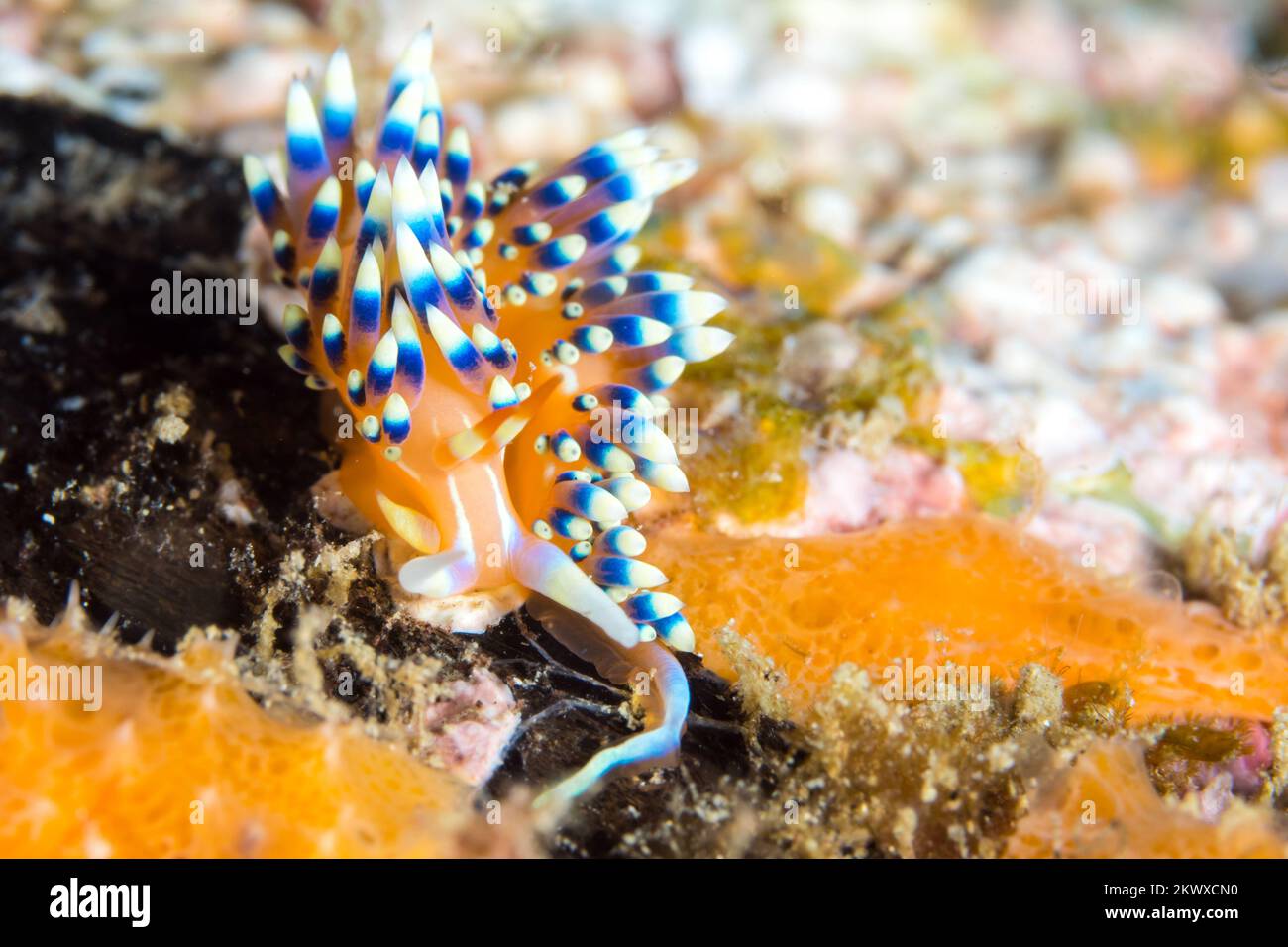 Colorato slug nudibranco che si insinua sopra la barriera corallina nell'Indo Pacifico Foto Stock
