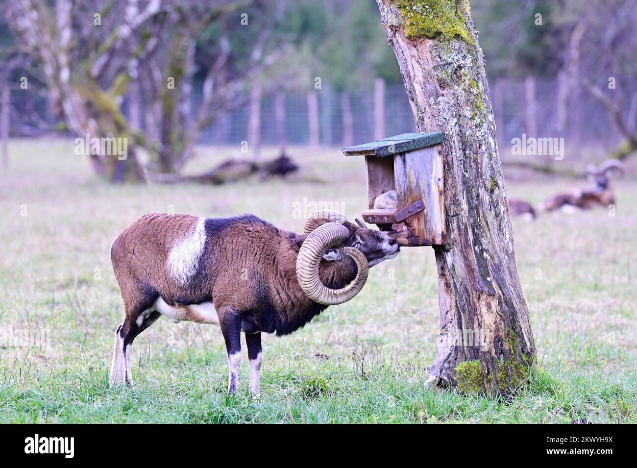 Cumberland Wildlife Park Grünau, Austria superiore, Austria. Mouflon (Ovis gmelini) Foto Stock
