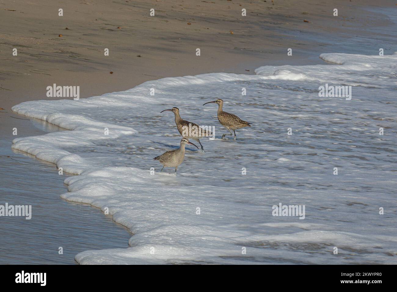 Tre gobbi con i lunghi becchi, le gambe alte e il piumaggio marrone vicino all'oceano pacifico sulla spiaggia di Malibu, California, USA Foto Stock