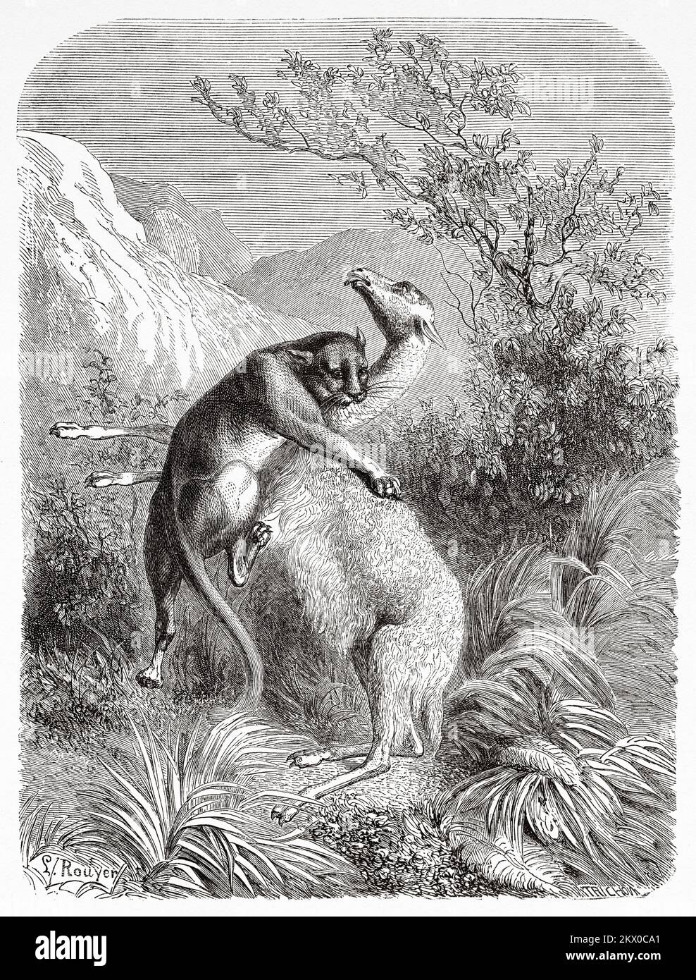 Un cougar che attacca una vicugna, Patagonia. Cile, Sud America. Diario di un viaggio allo stretto di Magellano di V de Rochas 1856-1859. Le Tour du Monde 1861 Foto Stock