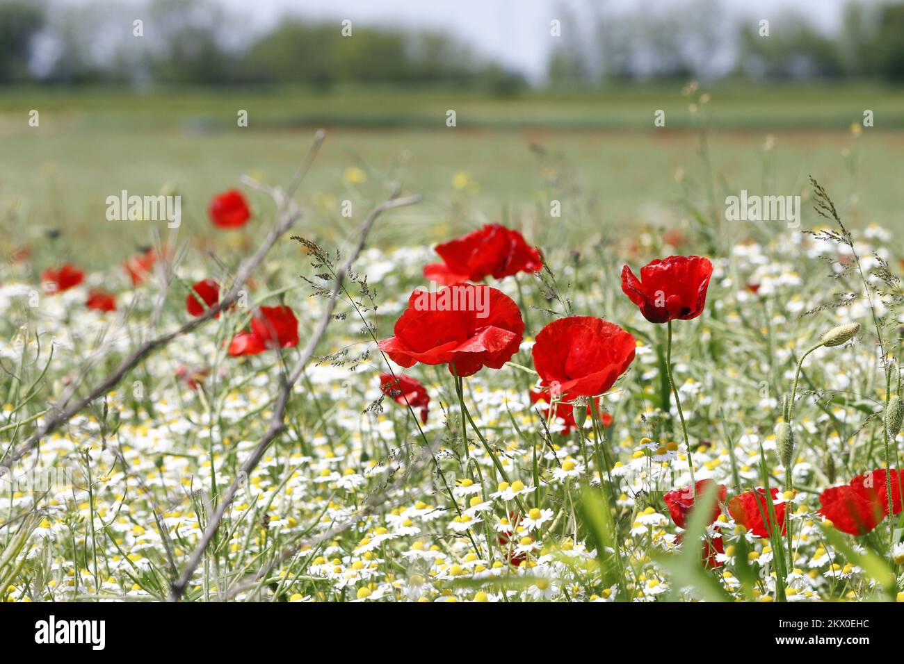 22.05.2017., Novigrad Podravski, Croazia - campi di colza ricoperti di papaveri e camomilla Foto: Matija Gudlin/HaloPix/PIXSELL Foto Stock