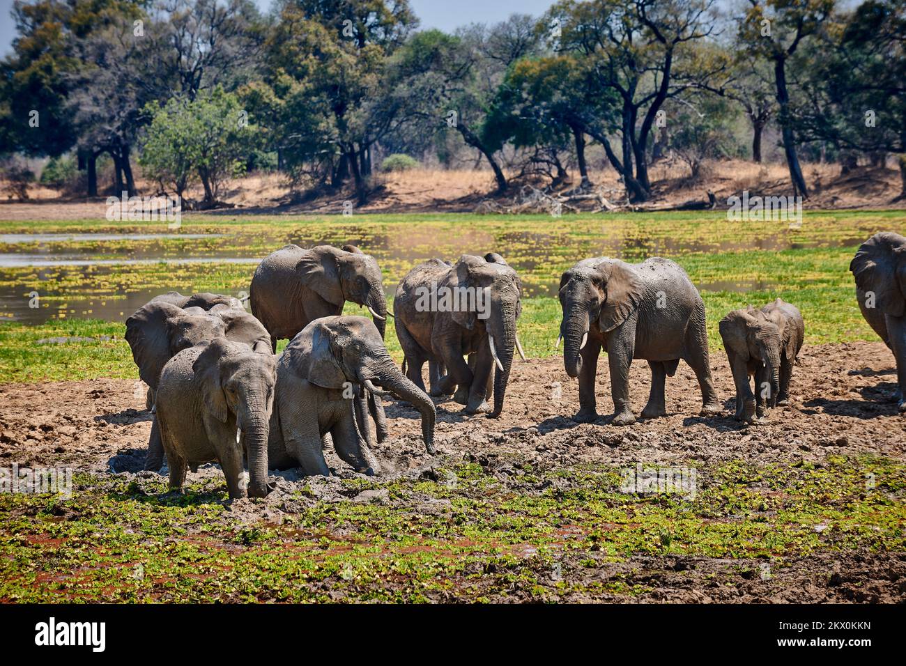 Bush africano Elefante, Loxodonta africana, South Luangwa National Park, Zambia, Africa Foto Stock
