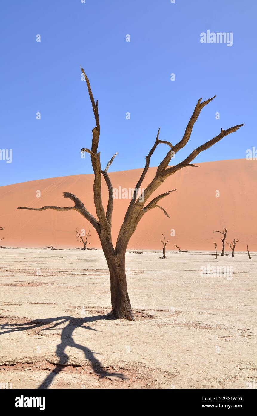 deadvlei sossusvlei alberi secchi padella deserto sabbia dunde Namibia Africa Foto Stock